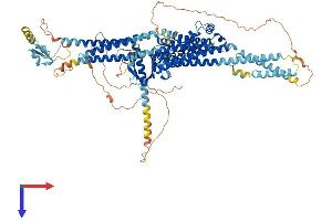 MCF2 Protein (AA 1-925) (His tag)