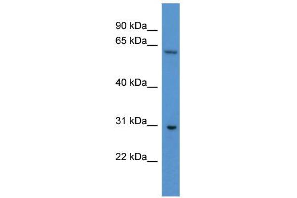 CPNE7 Antikörper  (C-Term)
