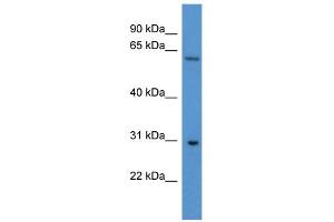 WB Suggested Anti-Cpne7 Antibody Titration: 0. (CPNE7 Antikörper  (C-Term))