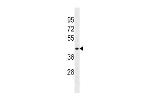 FLOT1 Antibody (N-term) (ABIN1538945 and ABIN2850304) western blot analysis in HepG2 cell line lysates (35 μg/lane). (Flotillin 1 Antikörper  (N-Term))