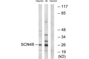 Western blot analysis of extracts from HepG2 cells and Jurkat cells, using SCN4B antibody.