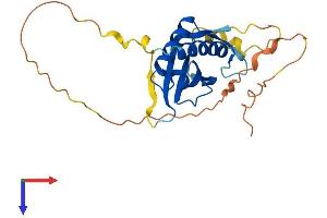 DDIT4 Protein (AA 1-232) (His tag)