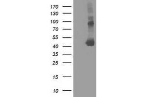 Image no. 1 for anti-Schlafen-Like 1 (SLFNL1) antibody (ABIN1500969) (Schlafen-Like 1 Antikörper)