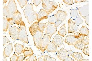 ABIN6264731 and ABIN6276568 at 1/100 staining Mouse muscle tissue by IHC-P. (RHEB Antikörper  (Internal Region))