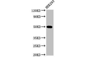 Western Blot Positive WB detected in: HEK293 whole cell lysate All lanes: TGFB1I1 antibody at 3.