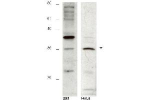 Western blot using  affinity purified anti-Hus1B antibody shows detection of a 36kDa band corresponding to Hus1B in a HeLa cell lysate (arrowhead). (HUS1 Checkpoint Homolog B (HUS1B) Peptid)