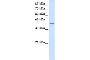 WB Suggested Anti-PCBP4 Antibody Titration:  0. (PCBP4 Antikörper  (C-Term))