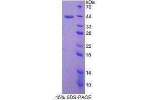 SDS-PAGE (SDS) image for Surfactant Protein D (SFTPD) (AA 21-375) protein (His tag) (ABIN1099487) (SFTPD Protein (AA 21-375) (His tag))