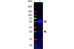 Western Blot of Goat anti-Rabbit IgG Pre-Adsorbed Atto 488 Conjugated Secondary Antibody. (Ziege anti-Kaninchen IgG (Heavy & Light Chain) Antikörper (Atto 488) - Preadsorbed)