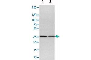 Western blot analysis of cell lysates with CNPY3 polyclonal antibody  at 1:250-1:500 dilution.