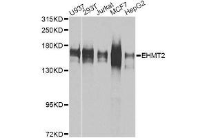 Western blot analysis of extracts of various cell lines, using EHMT2 antibody. (EHMT2 Antikörper  (AA 877-1176))