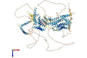 SREBF2 Protein (AA 1-1130) (His tag)