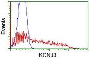 HEK293T cells transfected with either RC205322 overexpress plasmid (Red) or empty vector control plasmid (Blue) were immunostained by anti-KCNJ3 antibody (ABIN2455444), and then analyzed by flow cytometry. (KCNJ3 Antikörper  (AA 279-501))