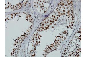Immunoperoxidase of monoclonal antibody to HNRNPG-T on formalin-fixed paraffin-embedded human testis. (RBMXL2 Antikörper  (AA 1-90))