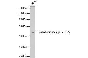 Western blot analysis of extracts of HeLa cells, using Galactosidase alpha (Galactosidase alpha (GLA)) antibody  at 1:1000 dilution. (GLA Antikörper  (AA 150-429))