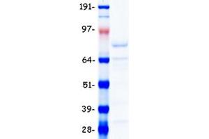 Western Blotting (WB) image for Nuclear Factor (erythroid-Derived 2)-Like 2 (NFE2L2) (Transcript Variant 1) protein (Myc-DYKDDDDK Tag) (ABIN2727219)