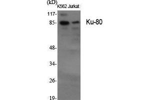 Western Blotting (WB) image for anti-X-Ray Repair Complementing Defective Repair in Chinese Hamster Cells 5 (Double-Strand-Break Rejoining) (XRCC5) (C-Term) antibody (ABIN3185325)