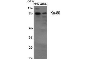 Western Blot (WB) analysis of specific cells using Ku-80 Polyclonal Antibody. (XRCC5 Antikörper  (C-Term))
