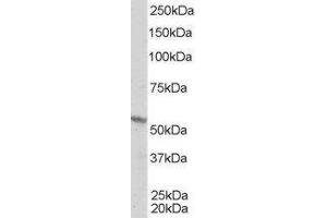 ABIN2559796 staining (1µg/ml) of A431 lysate (RIPA buffer, 35µg total protein per lane). (Retinoid X Receptor beta Antikörper  (Internal Region))