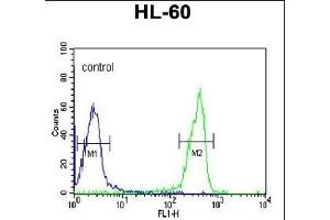 OMD Antibody (C-term) (ABIN391685 and ABIN2841590) flow cytometric analysis of HL-60 cells (right histogram) compared to a negative control cell (left histogram). (Osteomodulin Antikörper  (C-Term))