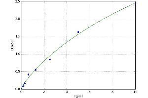 Bone Morphogenetic Protein 5 (BMP5) ELISA Kit