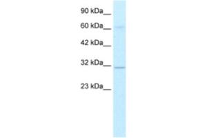 Western Blotting (WB) image for anti-D Site of Albumin Promoter (Albumin D-Box) Binding Protein (DBP) antibody (ABIN2460249) (DBP Antikörper)