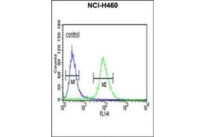 Flow cytometric analysis of NCI-H460 cells using IDH3G Antibody (C-term) Cat. (IDH3G Antikörper  (C-Term))
