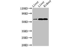 ZNF695 antibody  (AA 1-88)