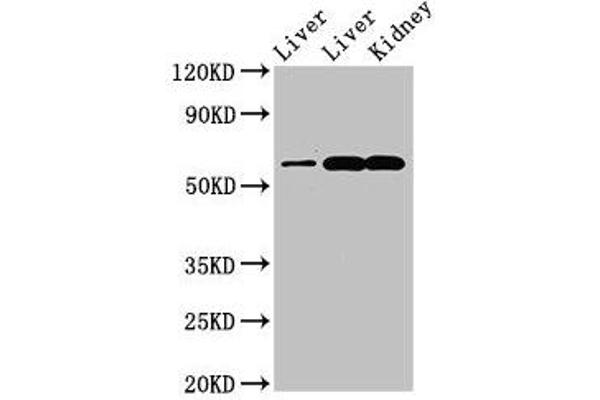 ZNF695 Antikörper  (AA 1-88)