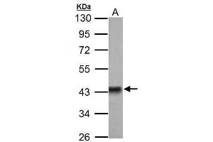 WB Image Sample (50 ug of whole cell lysate) A: Rat brain 10% SDS PAGE antibody diluted at 1:3000 (Pyruvate Dehydrogenase E1 alpha (Center) Antikörper)