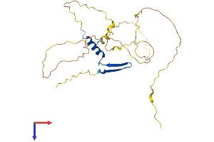 VGLL1 Protein (AA 1-258) (His tag)