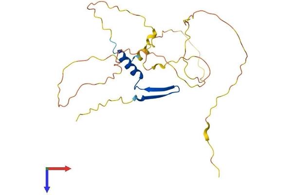 VGLL1 Protein (AA 1-258) (His tag)