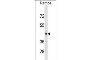 Western blot analysis in Ramos cell line lysates (35ug/lane). (RGMB Antikörper  (C-Term))