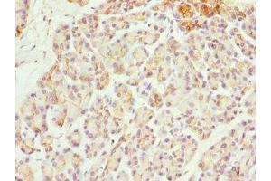 Immunohistochemistry of paraffin-embedded human pancreatic tissue using ABIN7170056 at dilution of 1:100 (FXYD2 Antikörper  (AA 1-64))