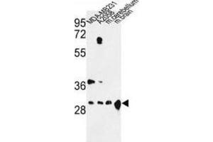 Western Blotting (WB) image for anti-14-3-3 zeta (YWHAZ) antibody (ABIN5024052) (14-3-3 zeta Antikörper)