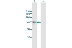 Western Blot analysis of DHX58 expression in transfected 293T cell line by DHX58 MaxPab polyclonal antibody. (DHX58 Antikörper  (AA 1-678))
