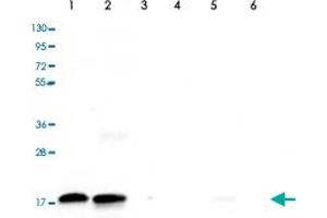 Western Blot (Cell lysate) analysis of (1) 25 ug whole cell extracts of HeLa cells, (2) 15 ug histone extracts of HeLa cells, (3) 1 ug of recombinant histone H2A, (4) 1 ug of recombinant histone H2B, (5) 1 ug of recombinant histone H3, and (6) 1 ug of recombinant histone H4. (HIST1H3A Antikörper  (2meLys79))