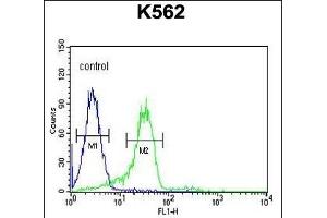EN Antibody (C-term) (ABIN652020 and ABIN2840500) flow cytometric analysis of K562 cells (right histogr) compared to a negative control cell (left histogr). (Enamelin Antikörper  (C-Term))