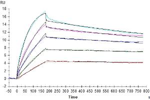 Surface Plasmon Resonance (SPR) image for Claudin 18.2 (AA 1-261) (Active) protein-VLP (ABIN7448160)