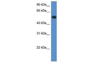Western Blot showing Chst2 antibody used at a concentration of 1.
