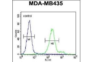 OR6V1 Antibody (C-term) (ABIN655020 and ABIN2844651) flow cytometric analysis of MDA-M cells (right histogram) compared to a negative control cell (left histogram). (OR6V1 Antikörper  (C-Term))
