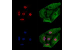 ABIN6261828 and ABIN6274011 staining  cells by IF/ICC. (FUBP1 Antikörper  (C-Term))