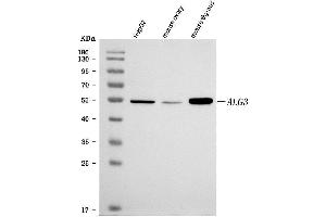 Western blot analysis of ALG3 using anti-ALG3 antibody (ABIN7602167).