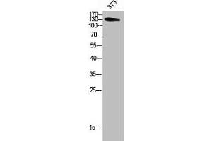 Western blot analysis of 3T3 using ADAMTS-18 antibody. (ADAMTS18 Antikörper  (AA 1030-1110))
