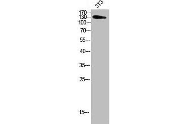 ADAMTS18 antibody  (AA 1030-1110)