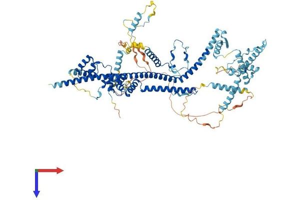 CDC5L Protein (AA 1-802) (His tag)