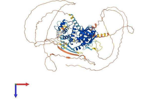 EPB41L1 Protein (AA 1-879) (His tag)