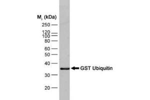 Western blot analysis of GST ubiquitin recombinant protein probed with MOUSE ANTI GST:BIOTIN (ABIN119344) followed by STREPTAVIDIN: HRP (GST Antikörper  (Biotin))