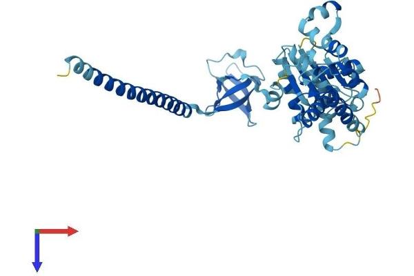 PSMC6 Protein (AA 1-389) (His tag)