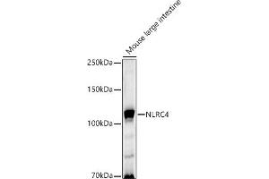 Western blot analysis of extracts of Mouse large intestine, using NLRC4 antibody (ABIN6129418, ABIN6144657, ABIN6144659 and ABIN6223243) at 1:1000 dilution. (NLRC4 Antikörper  (AA 1-250))